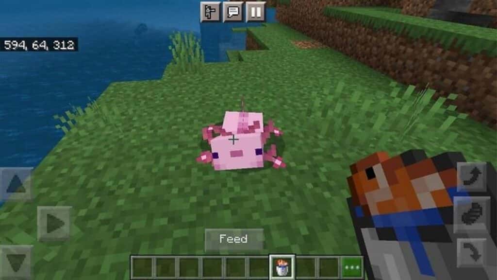 Axolotl fed fish Minecraft